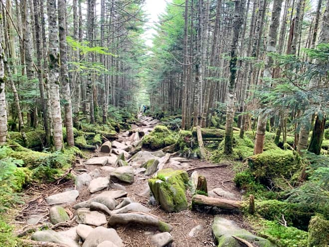 高見石小屋手前に広がる苔の森は「おこじょの森」