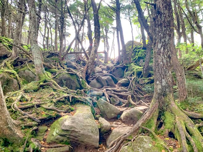 ピンクテープを頼りに40分程度苔の森を登り続けると