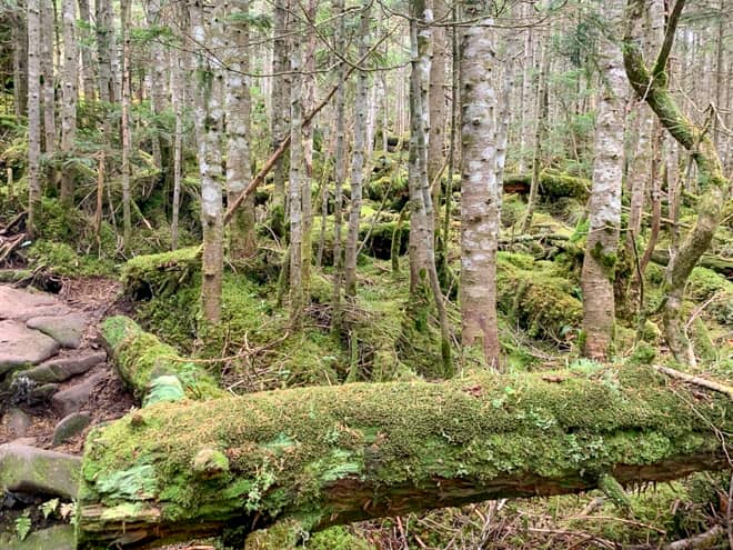 岩や木の根、倒木にはびっしりとクロゴケが茂っています