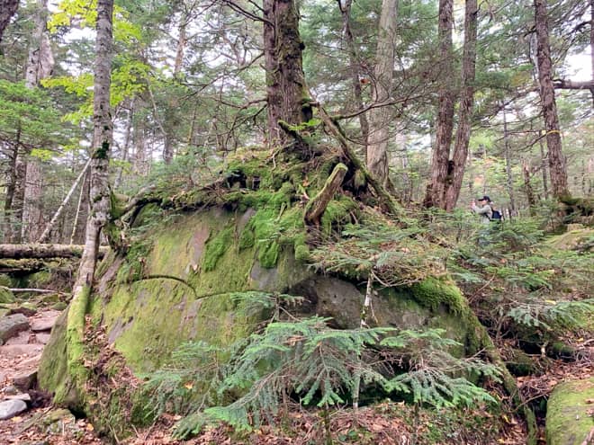 巨大な岩にびっしりと苔が生えた圧巻の森です