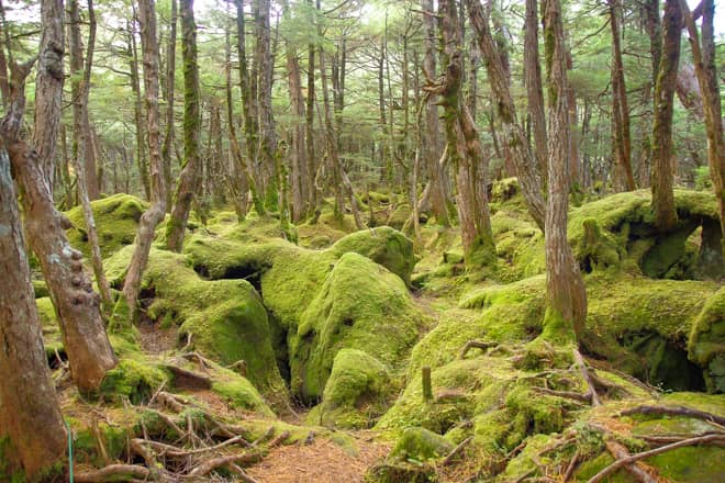 苔の森が幻想的すぎる