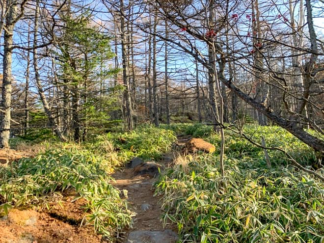 はじめは樹林帯の緩やかな登山道を登っていきます