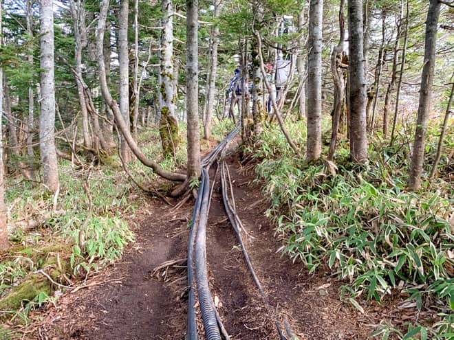 ケーブルが這っている平坦な樹林帯