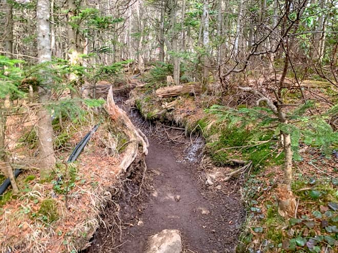 山頂までは森の中に続く稜線を歩く