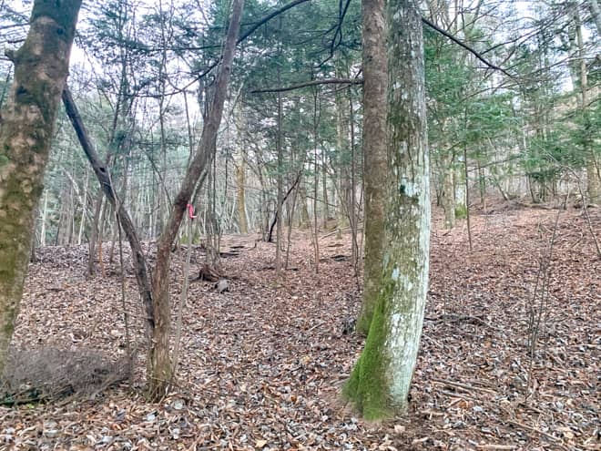 急登のルートは道らしき道が無く
