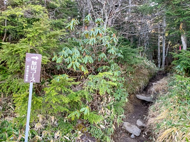 時々樹林帯のトンネルが現れたり