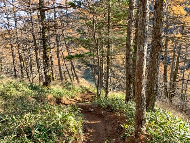 20分ほど緩やかな登山道を登りきると