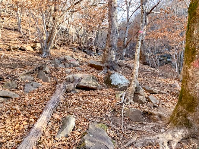 落ち葉トラップの前半は