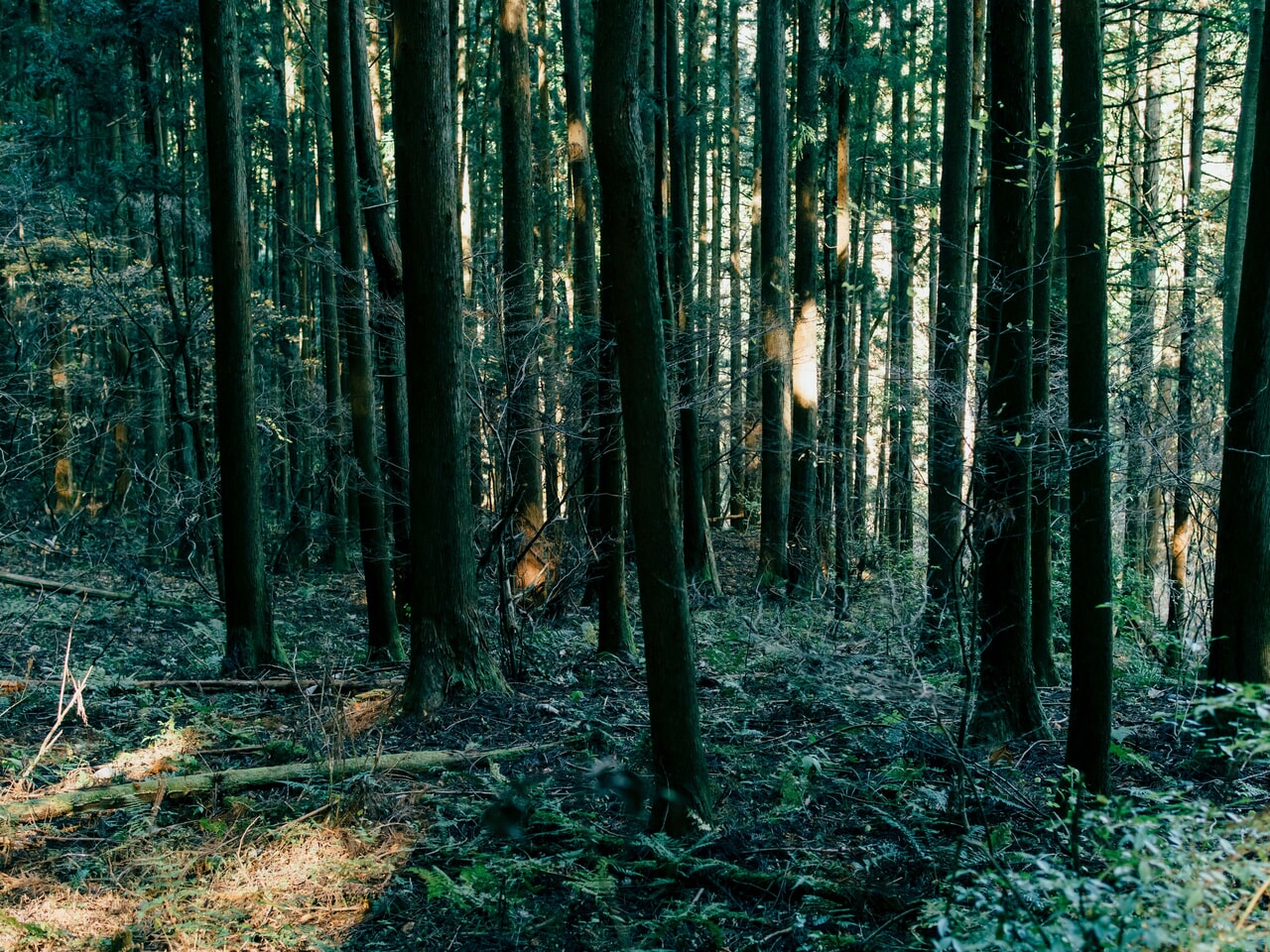 ARAS_杉皮シリーズ_5