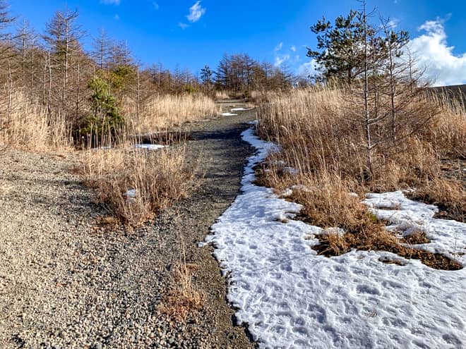 草木の陰で登山道らしい雰囲気が残っています。