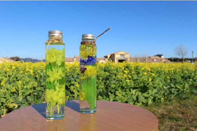 ソレイユの丘_菜の花まつり_11