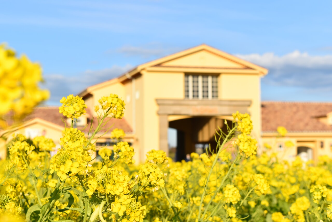 ソレイユの丘_菜の花まつり_12