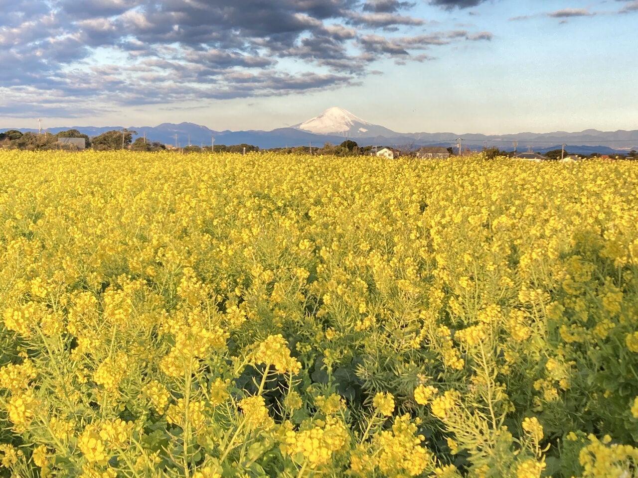 ソレイユの丘_菜の花まつり_14