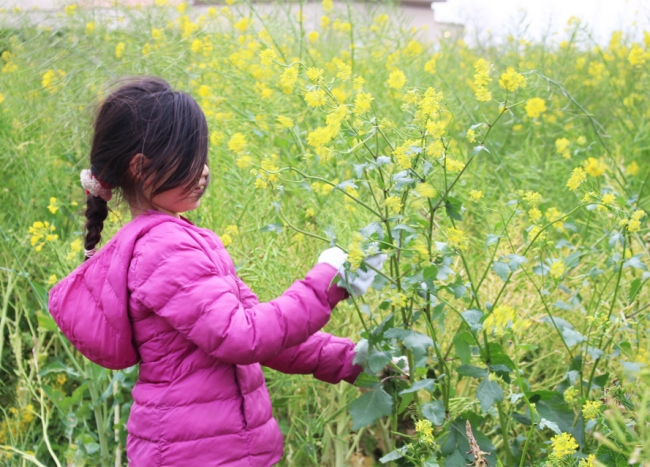 ソレイユの丘_菜の花まつり_5