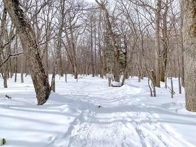 小田代ヶ原は緩やかな道のりです