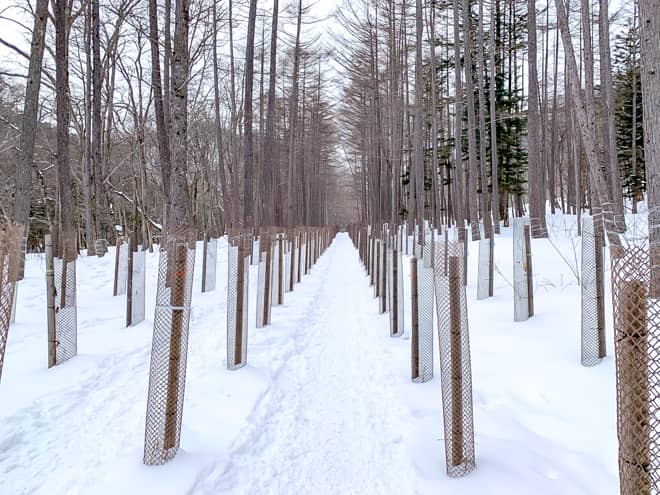 鹿よけネットで覆われた柱群を進みます