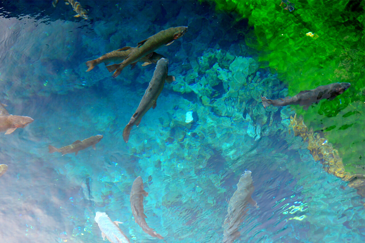 GLAMP DOME_富士忍野_20