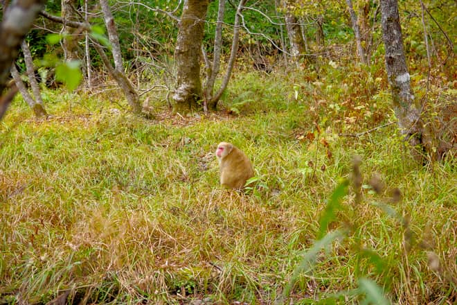 ちなみに上高地では高確率で野生の猿に遭遇します