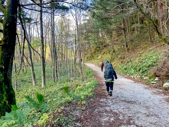前半は原生林に囲まれた林道が続きますが