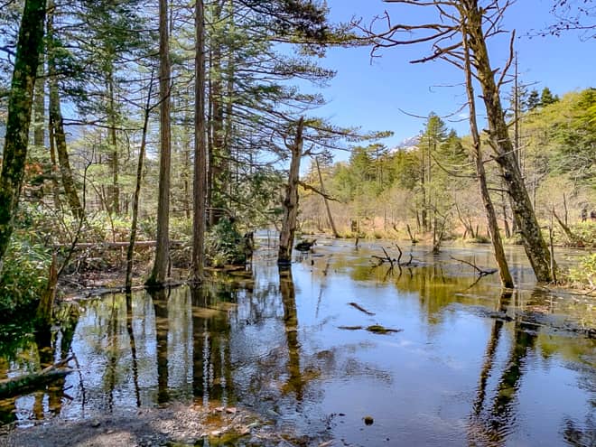 岳沢湿原は原生林に囲まれた小さな湿原