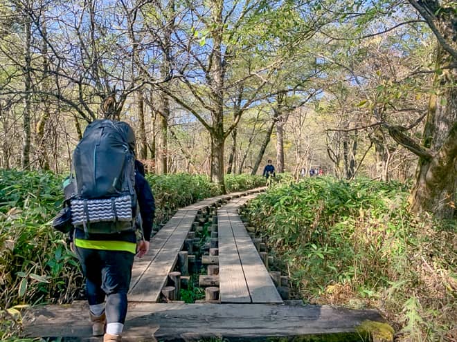 岳沢湿原までは木道が整備された原生林を歩きます