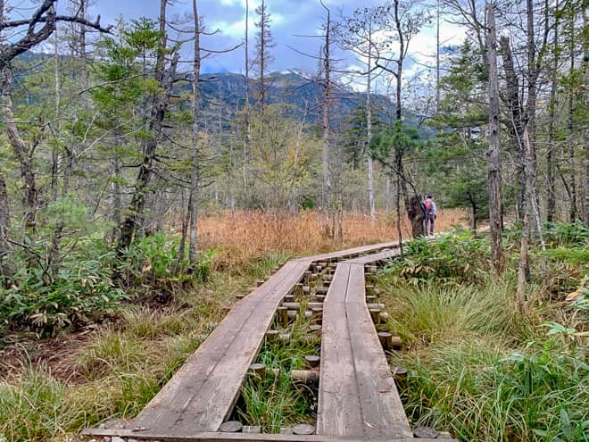 木道が整備されていて、とても歩きやすいコースになっています