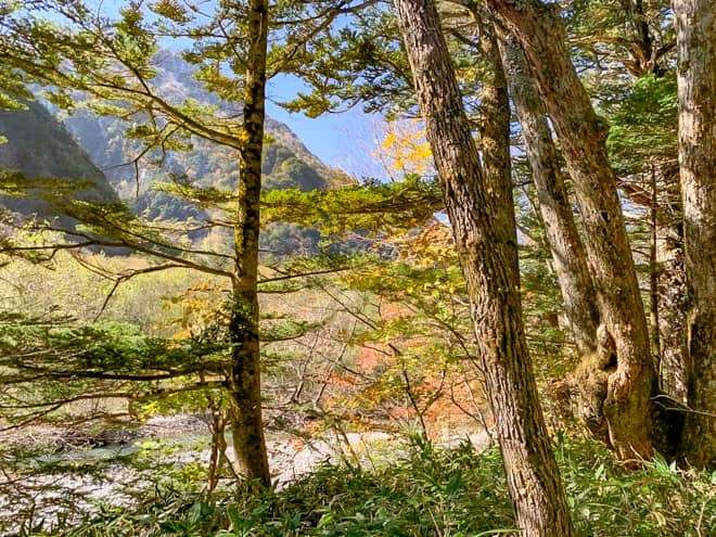 紅葉シーズンともなると