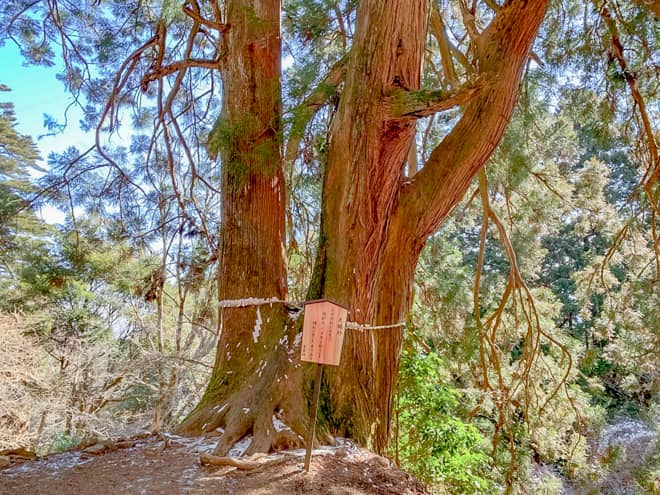 8丁目にある「夫婦杉」に到着です