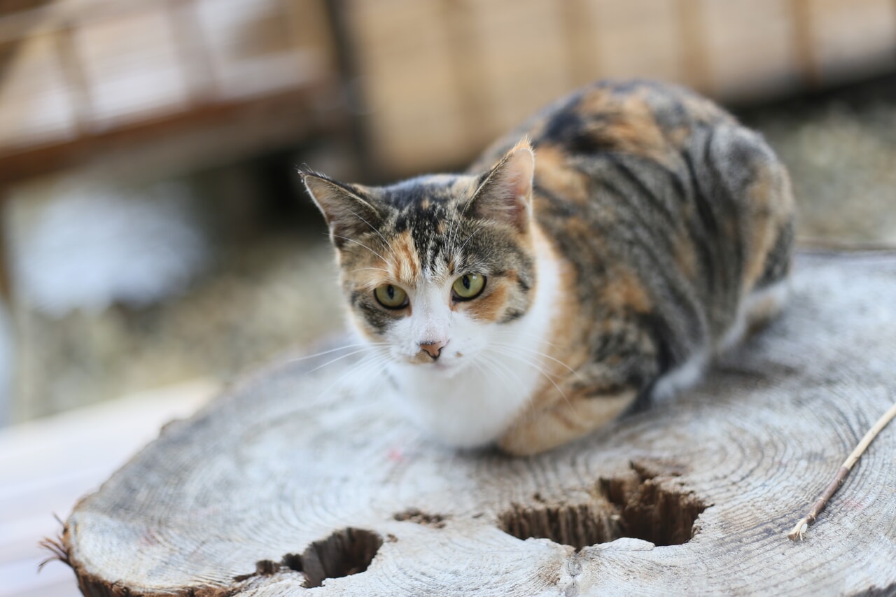 にゃあにゃあ庵_7