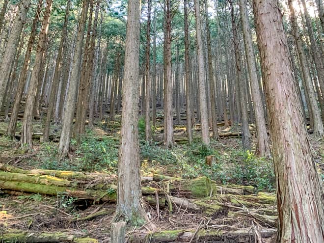 急登ではありますが、つづら折りになっている