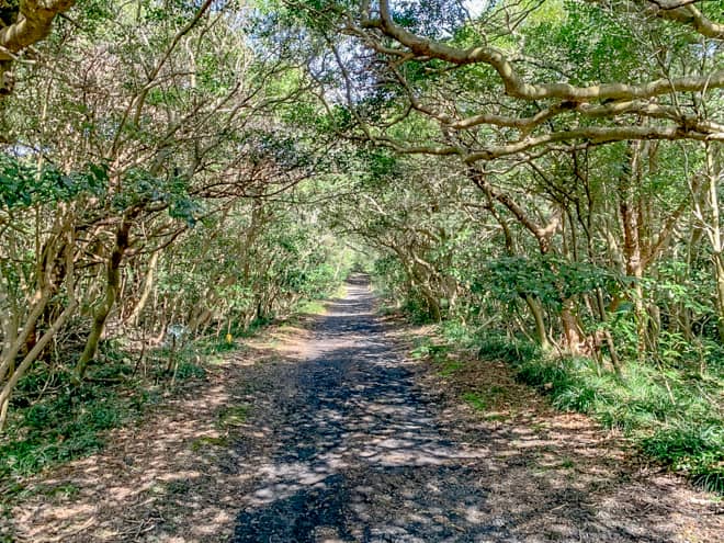 木々が生い茂った樹海のトンネルのようなった