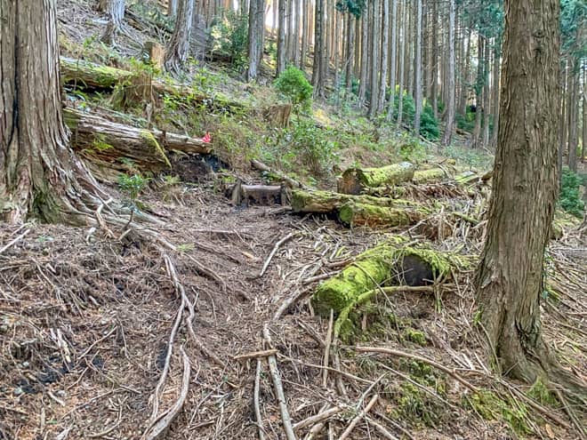 樹林帯とはいえ景観がよく