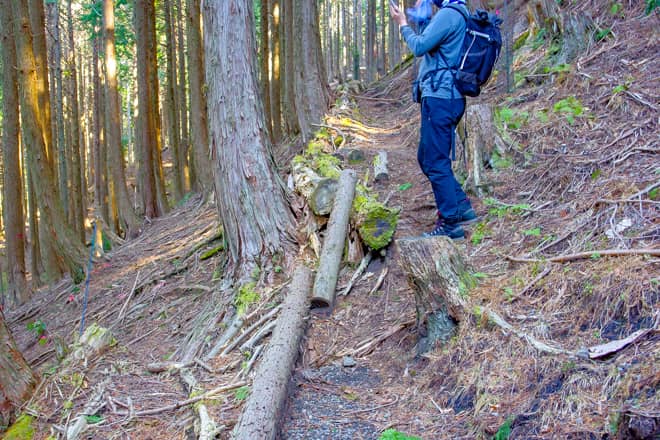 鉢窪山は山頂まで1時間程度と