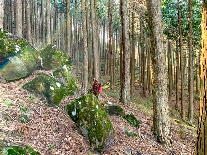 随所にピンクテープがあるので