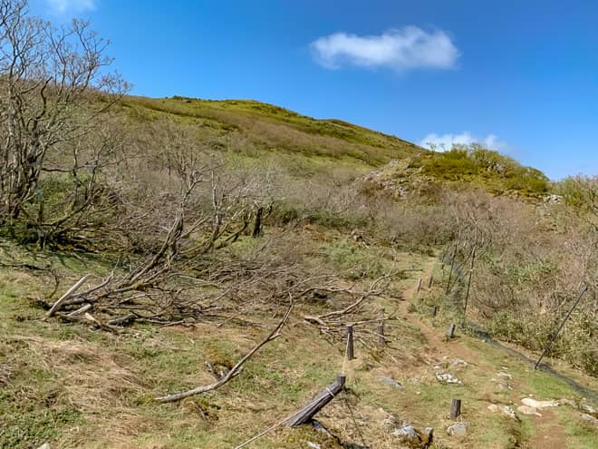 中盤にさしかかると木々や岩が増えてきます