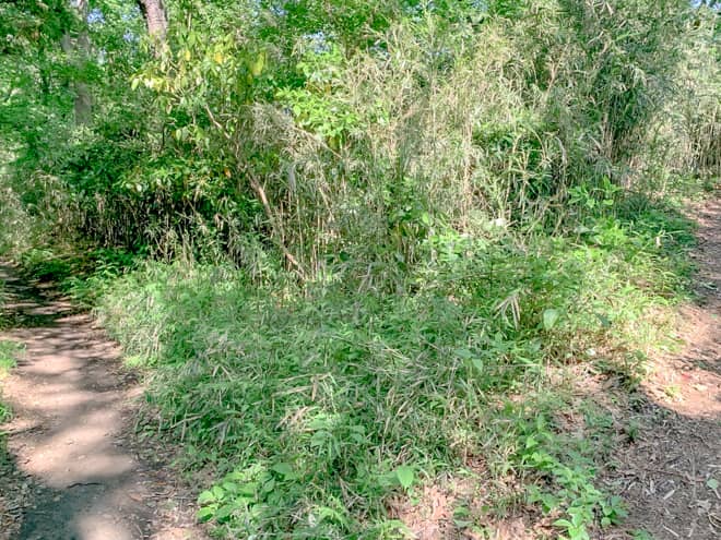 分岐が多く道迷いしやすいのでGPSアプリは必須