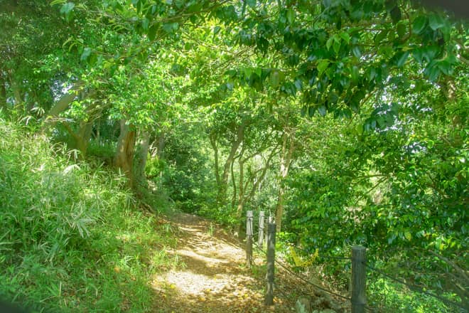 天園ハイキングコースは鎌倉市街にあることもあり