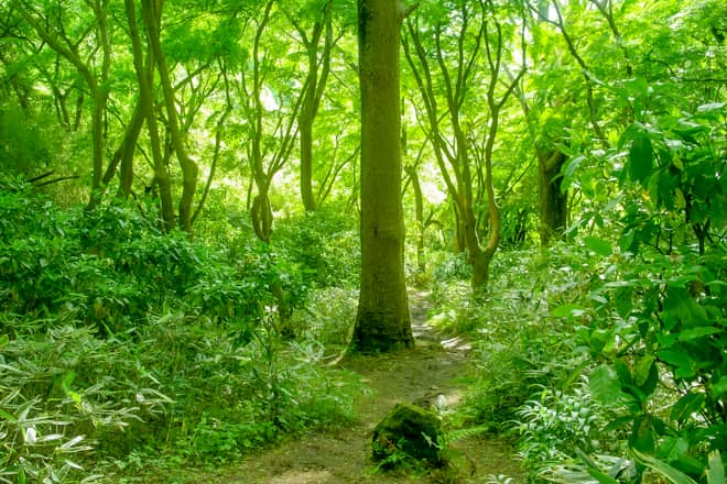 森林浴を楽しむことが出来る