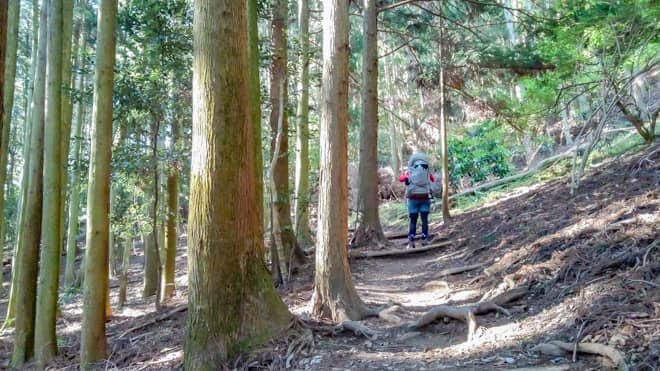緩やかな登山道