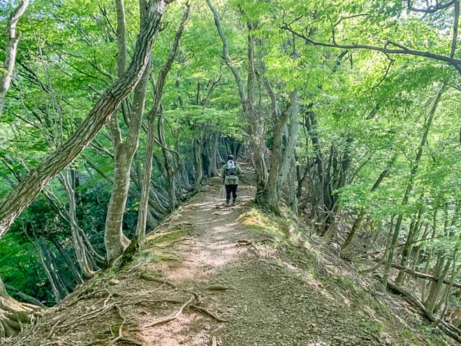 途中に細い尾根と木々のトンネルが