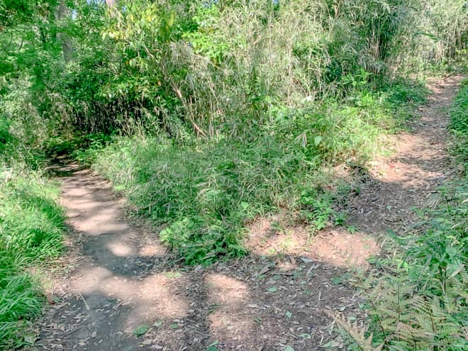 道が平坦になったかと思うと