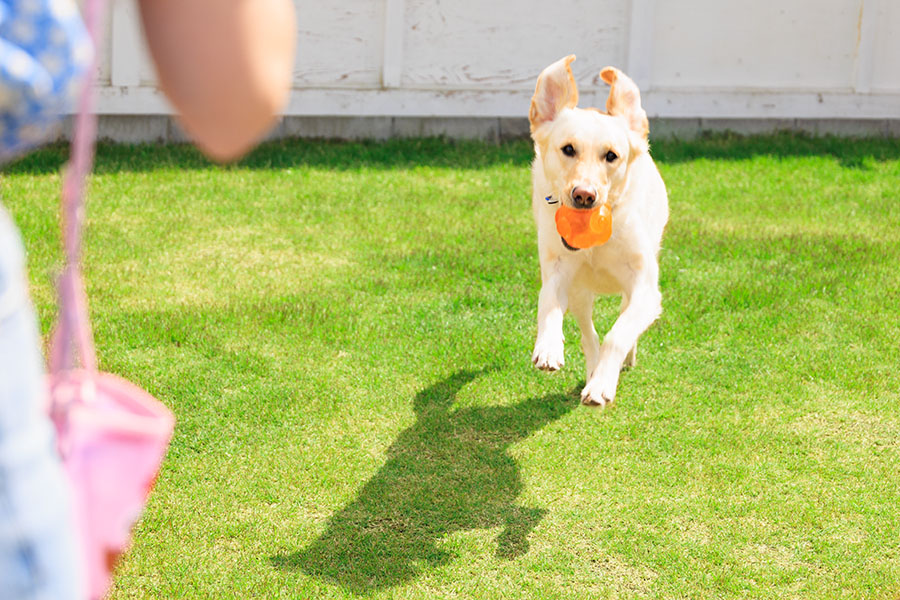 グランドームドッグラン②