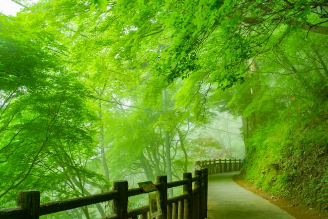 森林浴を楽しむことが出来る