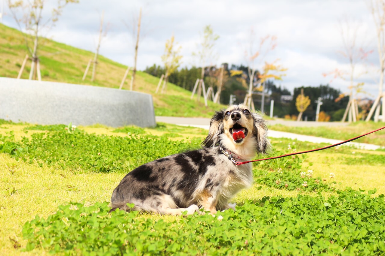 神割崎キャンプ場_6