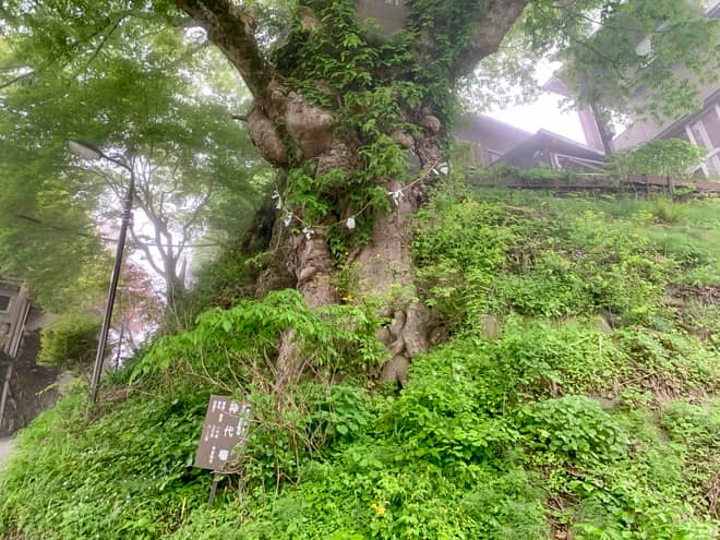 結構な急坂の途中に