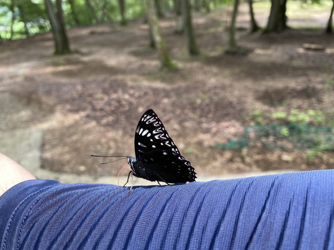 腕に止まったちょうちょ