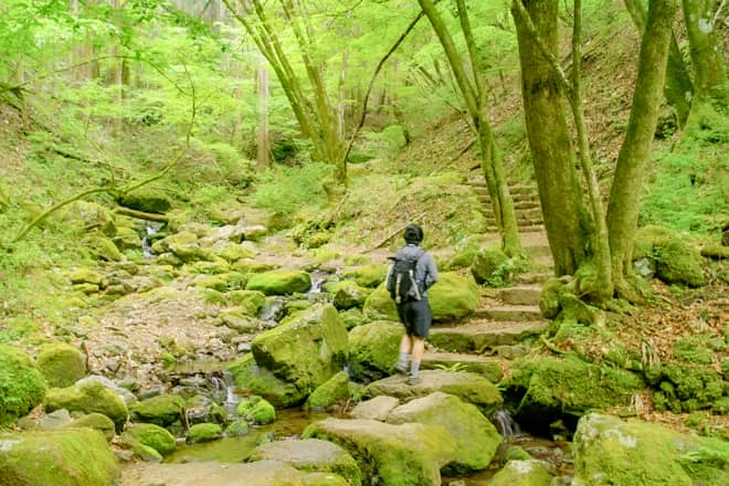 苔が美しいジブリの森のような幻想的な風景