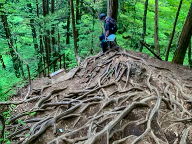 階段を降りると、木の根が這った歩き辛そうな山道