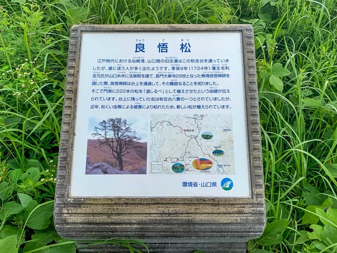 こちらが「良悟の松（りょうごまつ）」なんだそうです