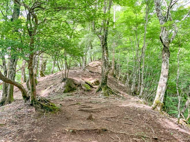 この先は痩せ尾根歩きが続くのですが